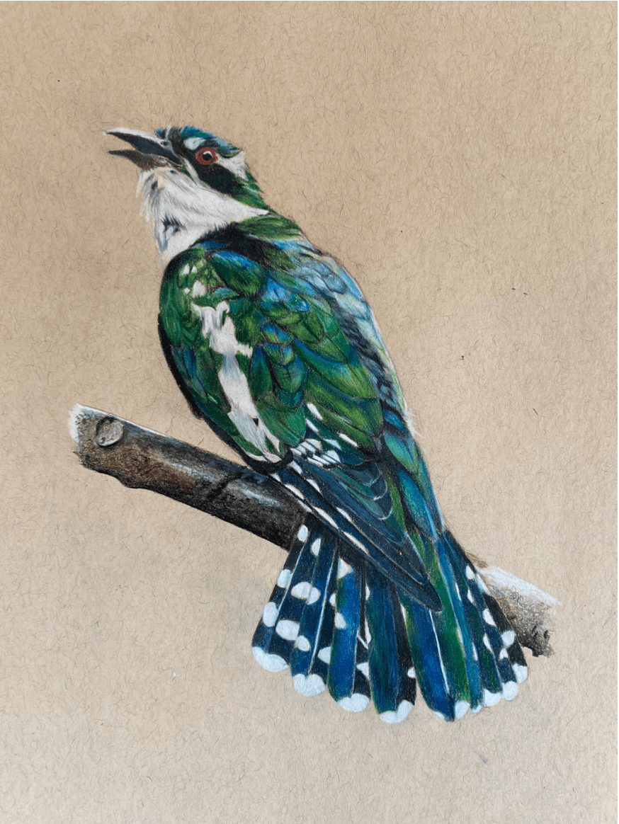Bird